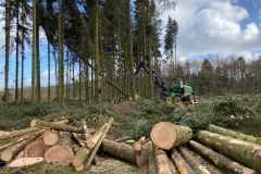 Skovning marts 2020